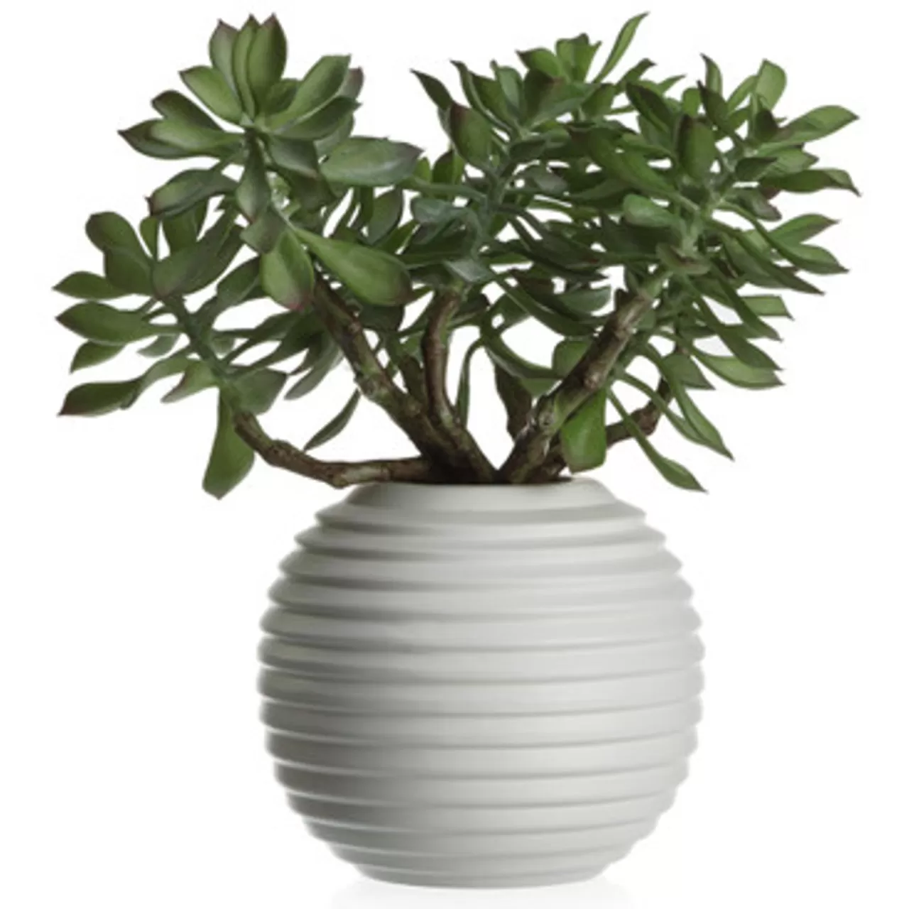 Z Gallerie Faux Sedum Succulent Pick - Set of 3> Home Decor | Décor Sale